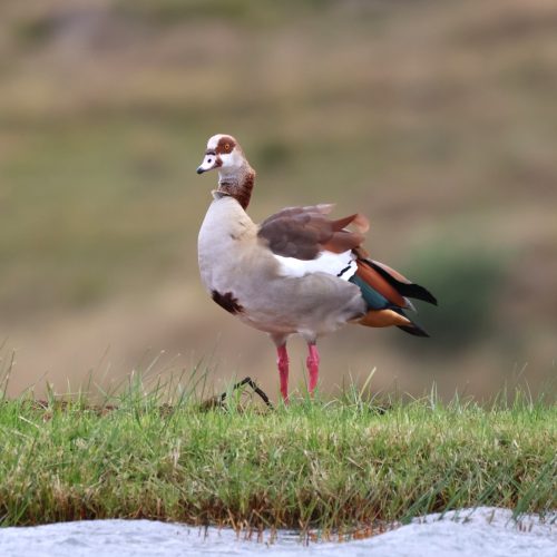 Egyptian Goose