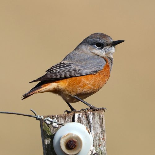 Sentinel Rock Thrush